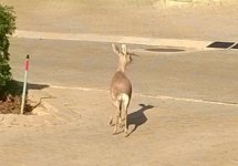 Steenbok_BuigHoring_Large.jpg