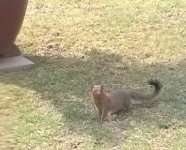 Brown_BlackTail_Muishond.jpg