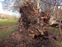 Tree2.jpg