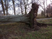 Tree3.jpg