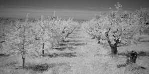 Apr 22 Sch Orchard 1.jpg