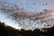 bracken-bat-cave-22.jpg bracken-bat-cave-22.jpg