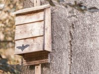 bat-box-on-a-tree-400x300.jpg bat-box-on-a-tree-400x300.jpg