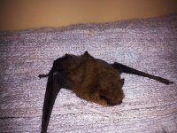 Bat.jpg Bat.jpg