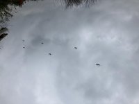 72A07EB5-A78F-4953-91CC-4AAB9BE1DE49.jpeg
