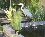 heron.jpg