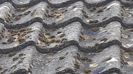 moss5.jpg