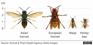 Hornets id.jpg Hornets id.jpg