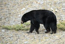 maligne-black-bear2.JPG