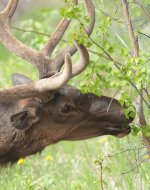 maligne-elk-velvet2.JPG