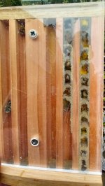 bee draw.jpg bee draw.jpg