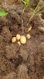 spud2.jpg spud2.jpg