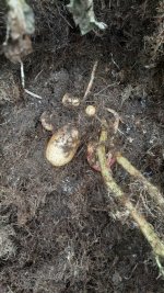 spud3.jpg spud3.jpg