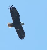 R6II1317-bald-eagle-against-sun.JPG