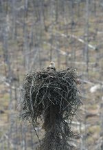 baldeagle-nest.JPG