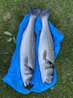 IMG_3368.jpeg