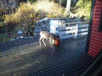 deer1.jpg