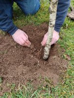 the first seedling (Medium).jpg the first seedling (Medium).jpg