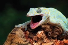 gecko.jpg gecko.jpg