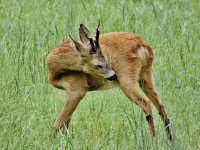 IMG_1222.jpeg