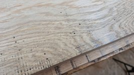 woodworm.jpg woodworm.jpg