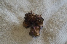 DSC00134.JPG