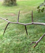 20210901-133350-35OR- rivertalk- hawthorn thorns.jpg 20210901-133350-35OR- rivertalk- hawthorn thorns.jpg