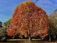 IMG_4486.jpeg