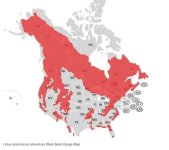 Black Bear range in the USA.JPG