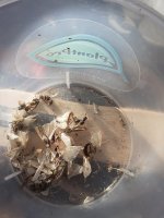dead moths.jpg dead moths.jpg