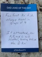 Koi Fish.jpg