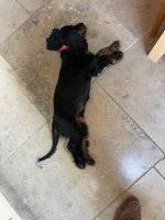 IMG_9928.jpeg