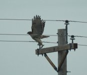 Osprey send 2.JPG Osprey send 2.JPG
