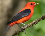 Scarlet Tanager .jpg Scarlet Tanager .jpg