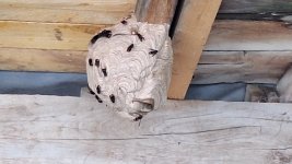 nest (Medium).jpg