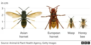 _130972052_asian_hornet_comparison_640-2x-nc.png.webp