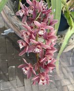 Cymbidium Orchid_1.jpg