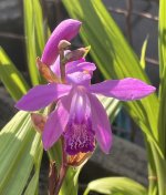 Bletilla striata - Chinese ground orchid.jpg