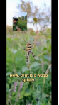 Ever seen a <b>wasp spider</b>? They're a very large, colourful ...