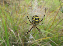 <b>Wasp spider</b> | <b>Cheshire</b> Wildlife Trust