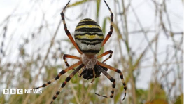 <b>Wasp spiders</b> increasingly seen in West Midlands - BBC News