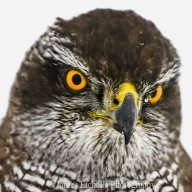 Accipiter