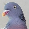 Wood Pigeon