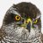 Accipiter